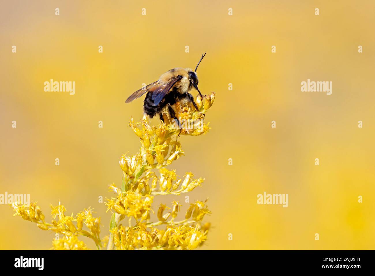 A bumble bee pollinates a goldenrod wildflower. Soft yellow background of the goldenrod field Stock Photo