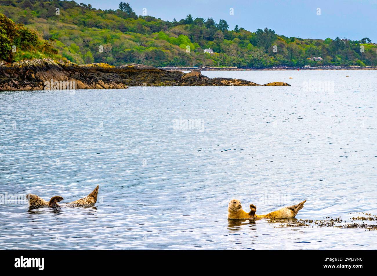Seals at Garinish Island, Glengarriff, Bantry Bay, Beara Peninsula, County Cork, Ireland Stock Photo