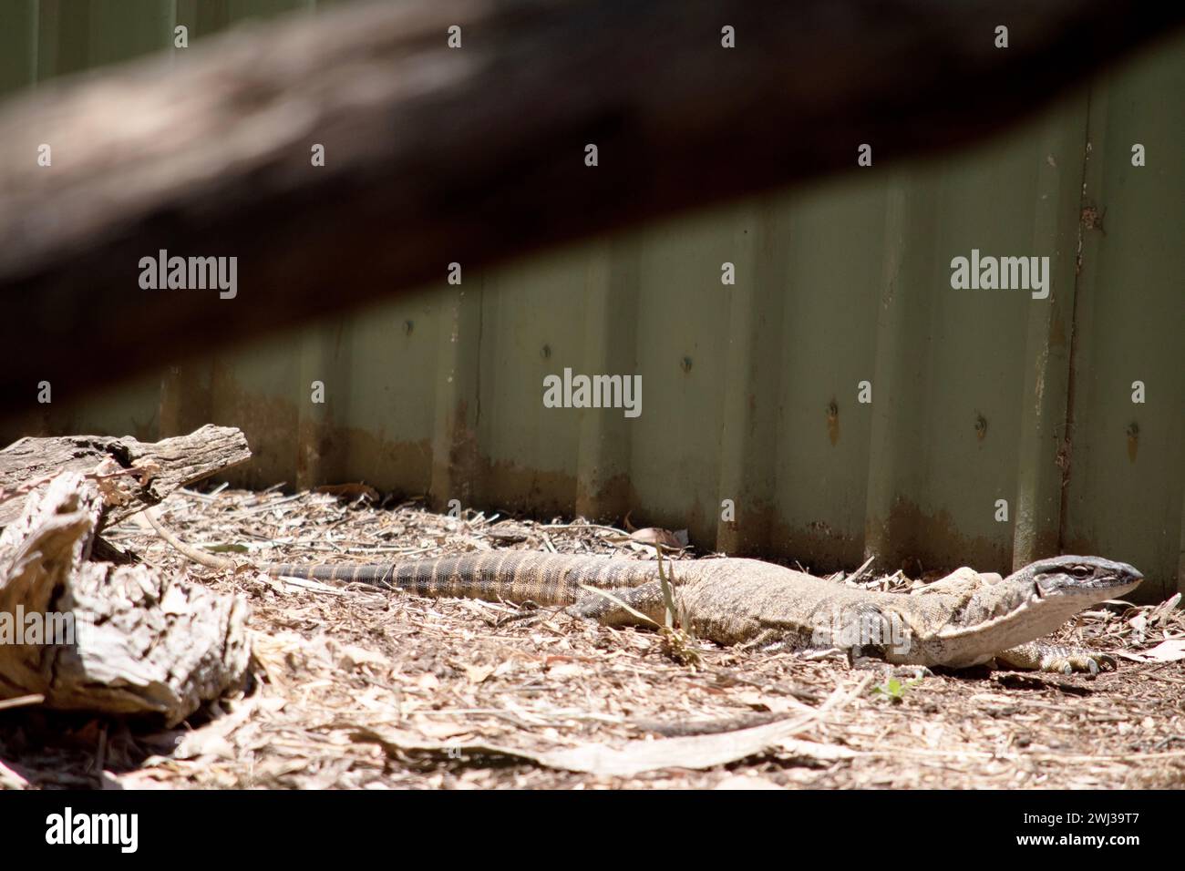 Rosenberg's monitor lizards have elongated head and neck, a relatively