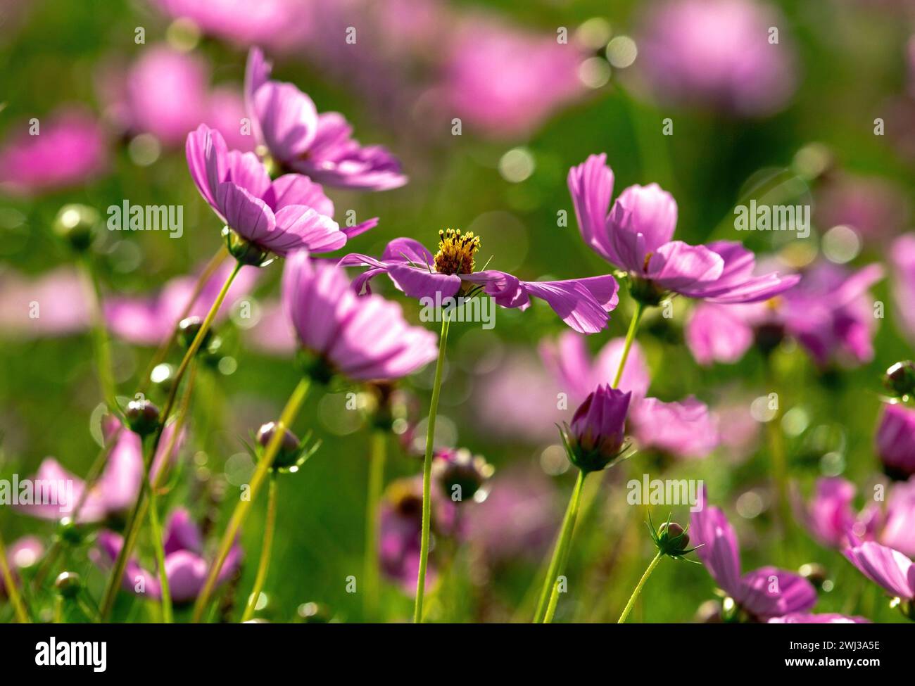 A garden full of pink Cosmos flowers with sparkling points of bokeh light. Stock Photo