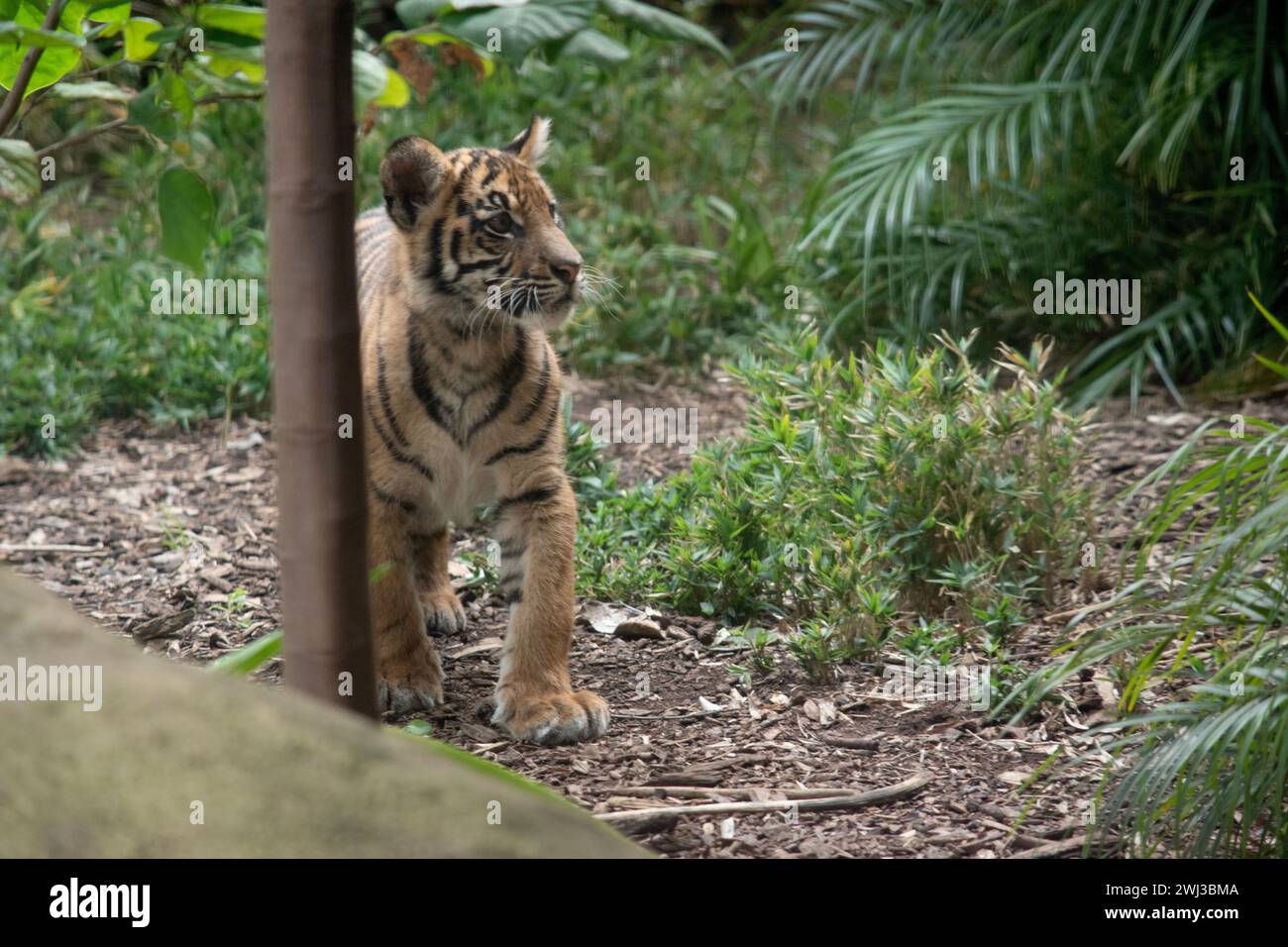 At four months of age tiger cubs are about the size of a medium-sized dog and spend their day playing, pouncing and wrestling with siblings Stock Photo