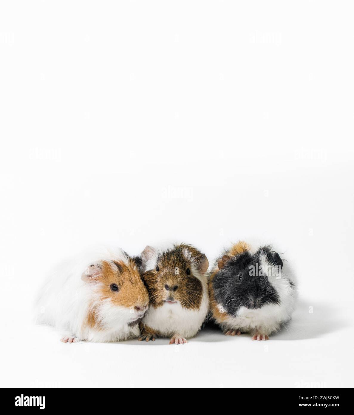 Three motley guinea pigs on a white background Stock Photo