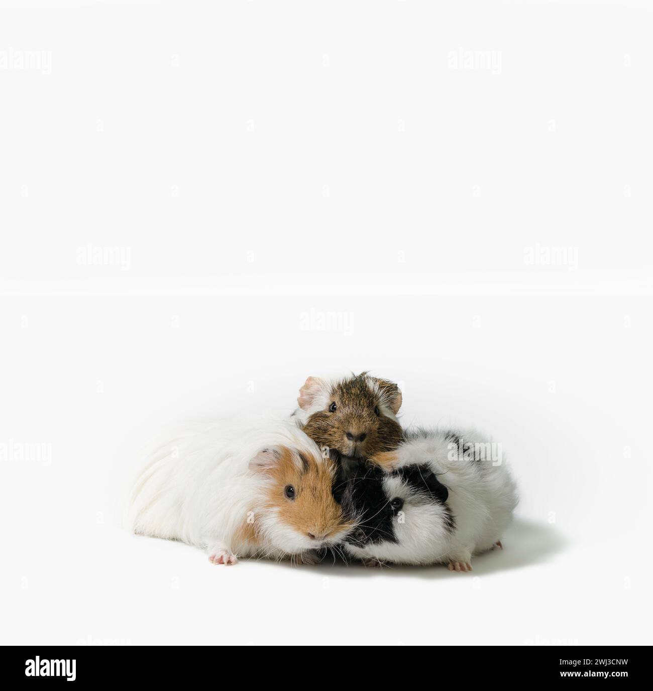 Three motley guinea pigs on a white background Stock Photo