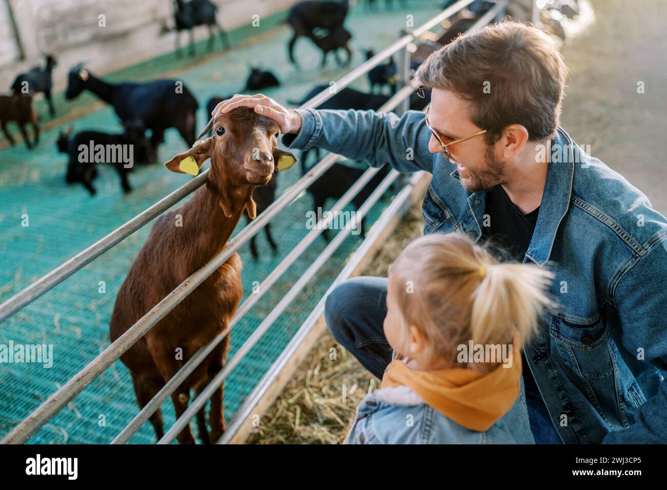 Little girl stands next to her dad stroking a goat head poking out over a pen fence Stock Photo