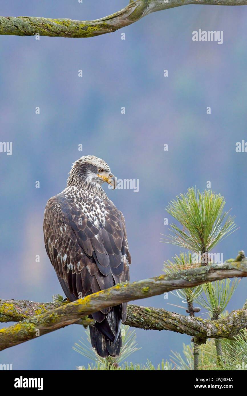 Bald eagle perched on barren tree branch Stock Photo - Alamy