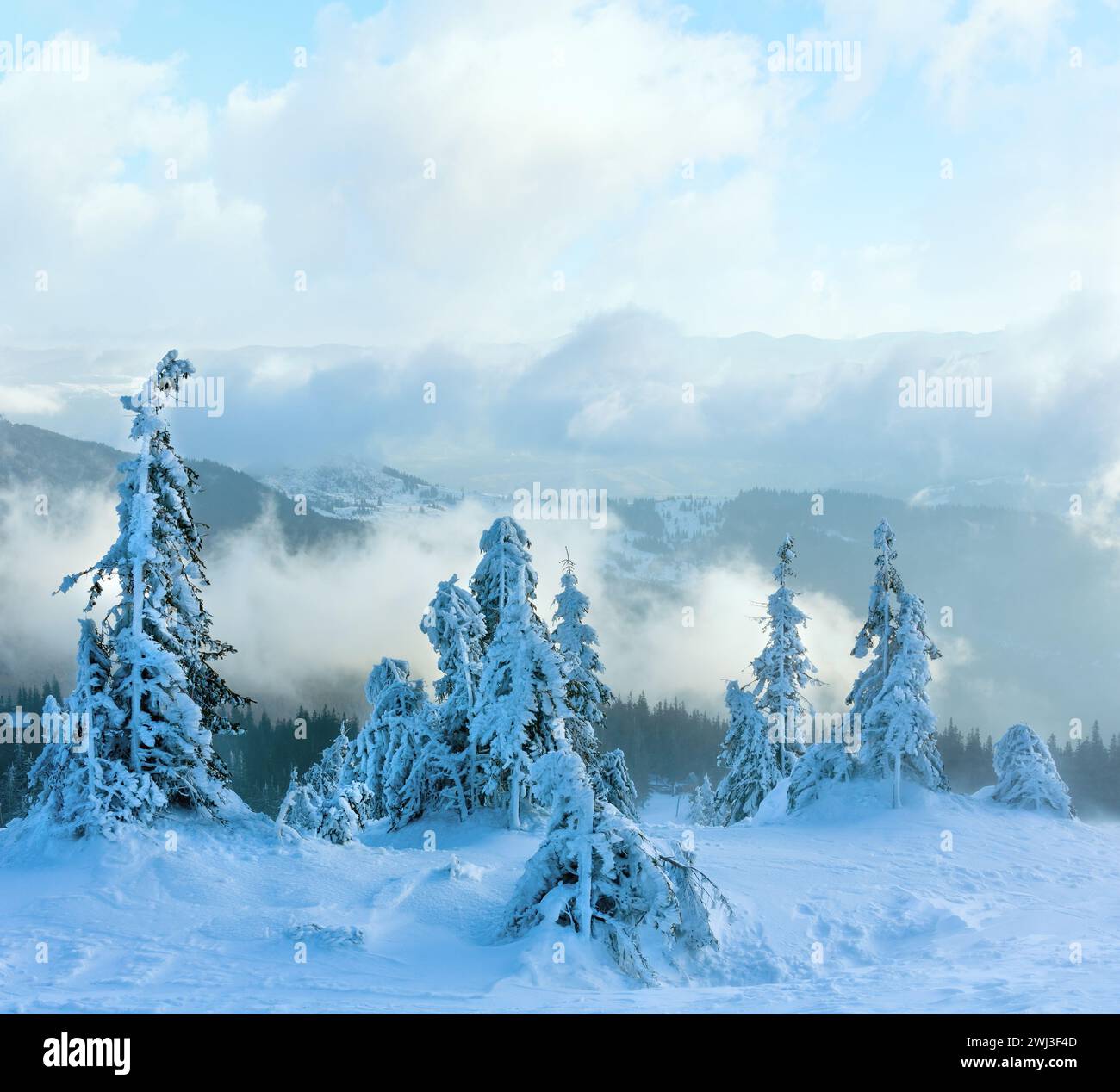 Snowy fir trees on morning winter mountain slope. Stock Photo