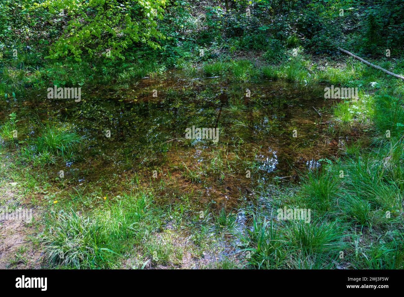 Froschteich im Waldgebiet Jagdhäuser Wald in Baden-Baden Stock Photo