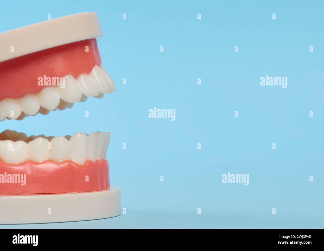 Plastic model of a human jaw with white teeth on a blue background Stock Photo