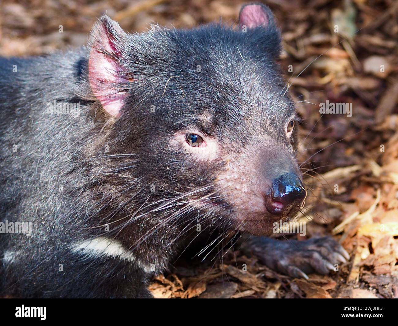 Carnivore tasmania wildlife hi-res stock photography and images - Alamy