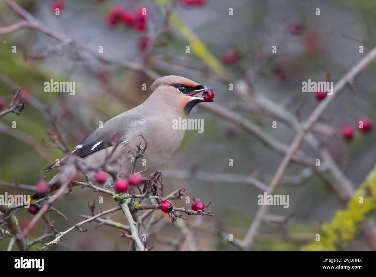 A Bohemian Waxwing in Milton Keynes. Stock Photo