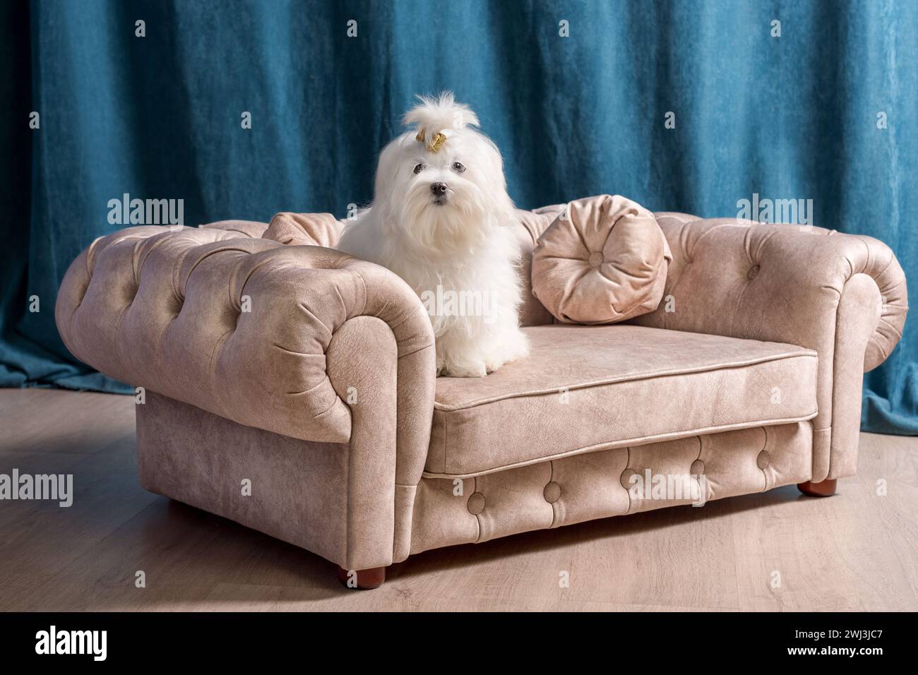 White Maltese dog sitting on a small beige sofa against a background of dark blue curtains Stock Photo