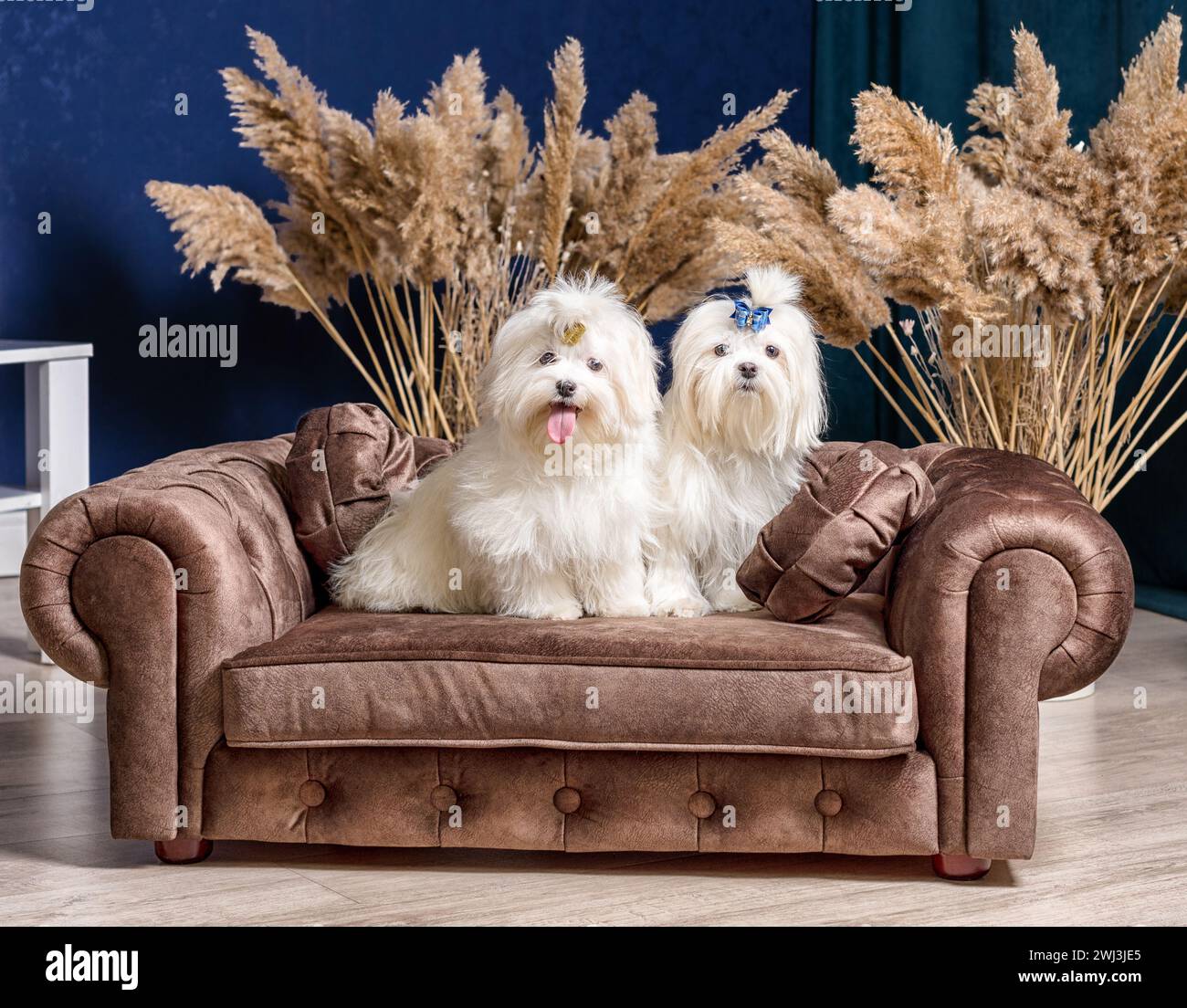 Two white shih tzu dogs on a luxurious sofa in a room with dry plants and blue walls Stock Photo