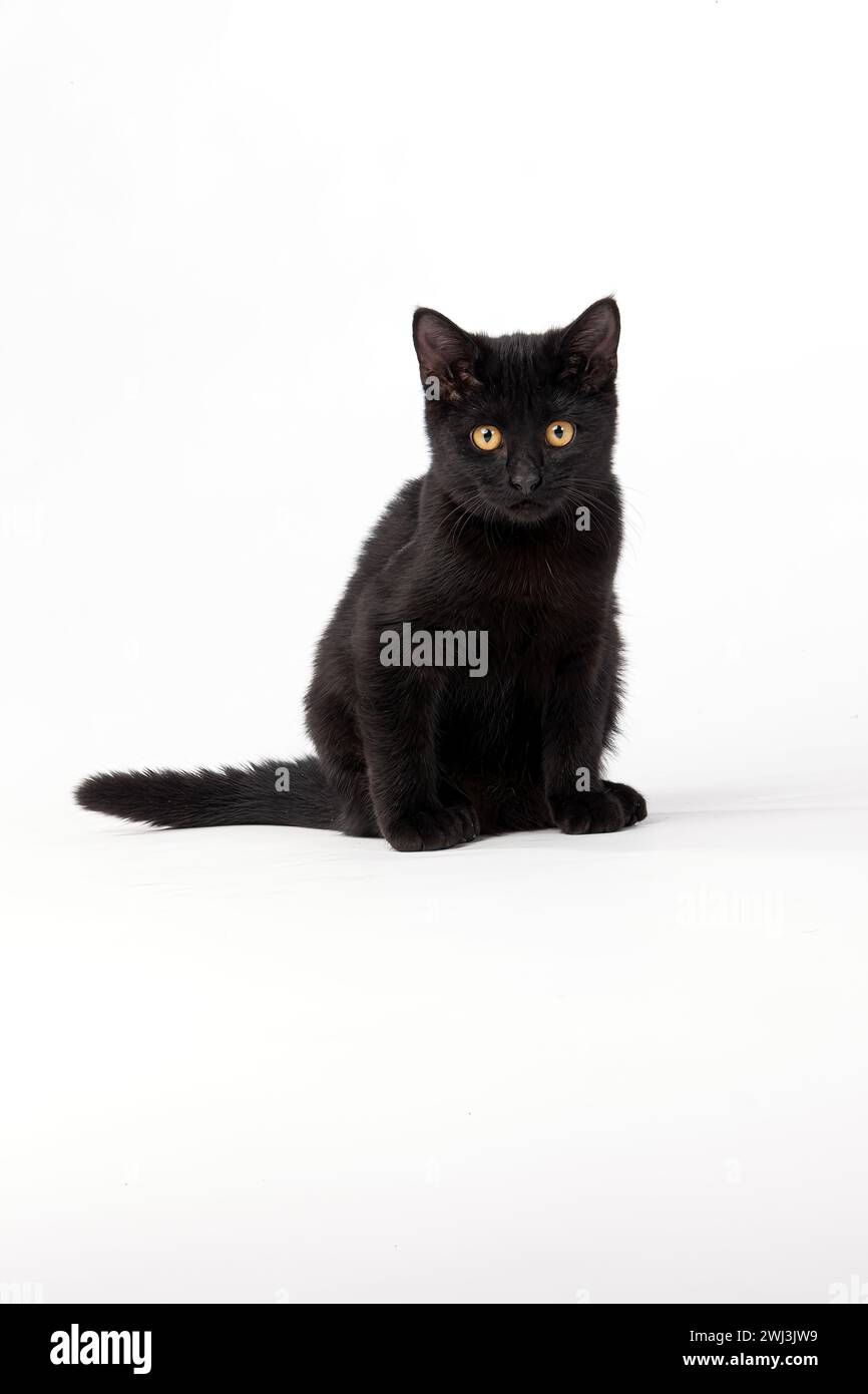 An Energetic Kitten Enjoys Some Play Time Stock Photo