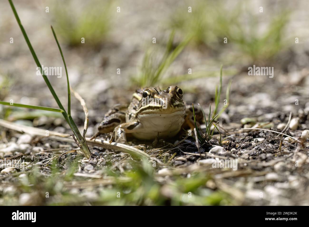 The northern leopard frog (Lithobates pipiensis) native North American ...