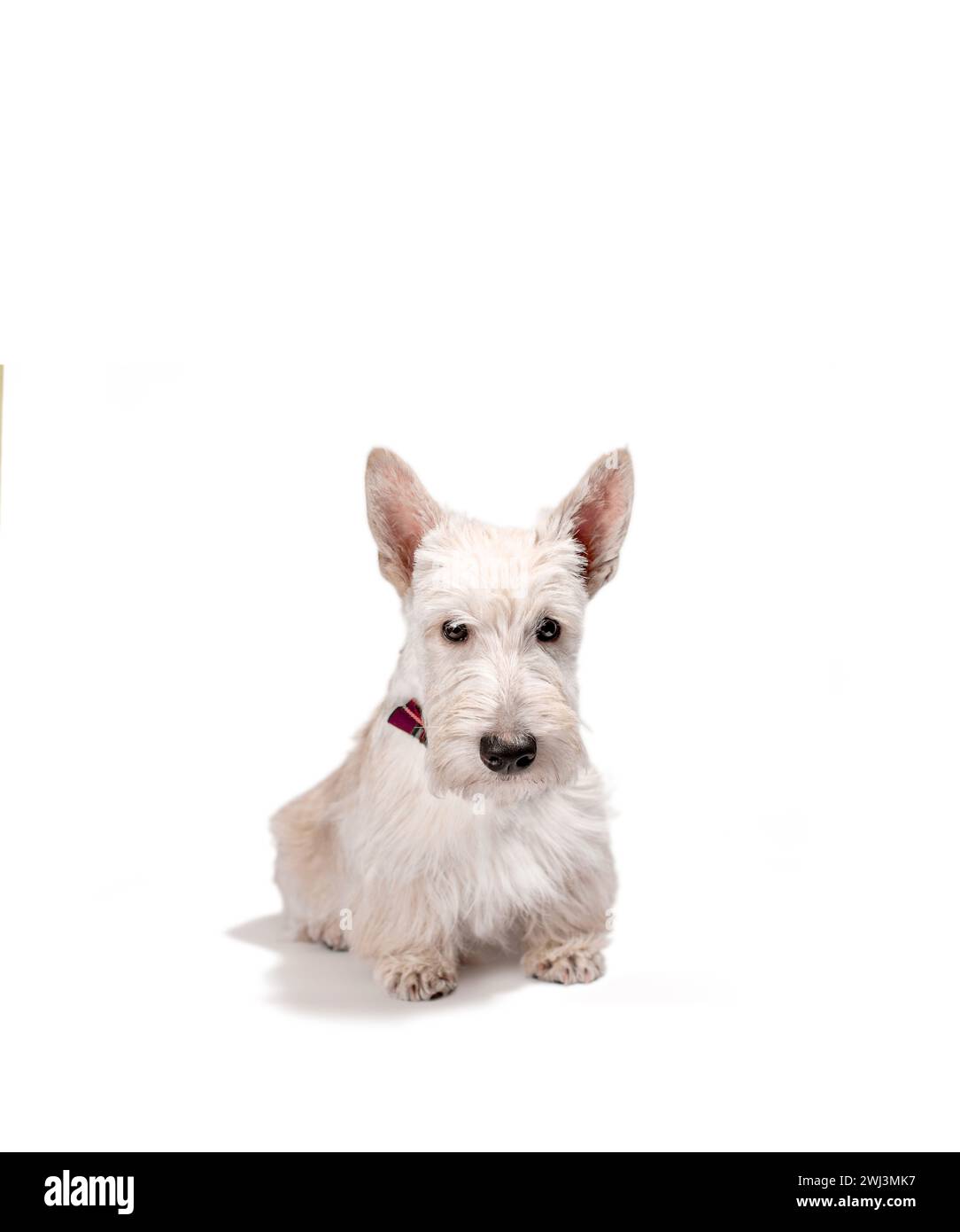 White scottish terrier puppy on a light background Stock Photo