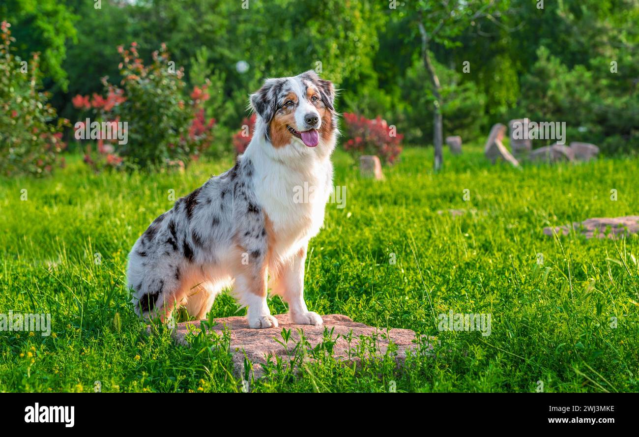 Dog of the Australian Shepherd breed sitting on the stone in a park in summer on a sunny day Stock Photo