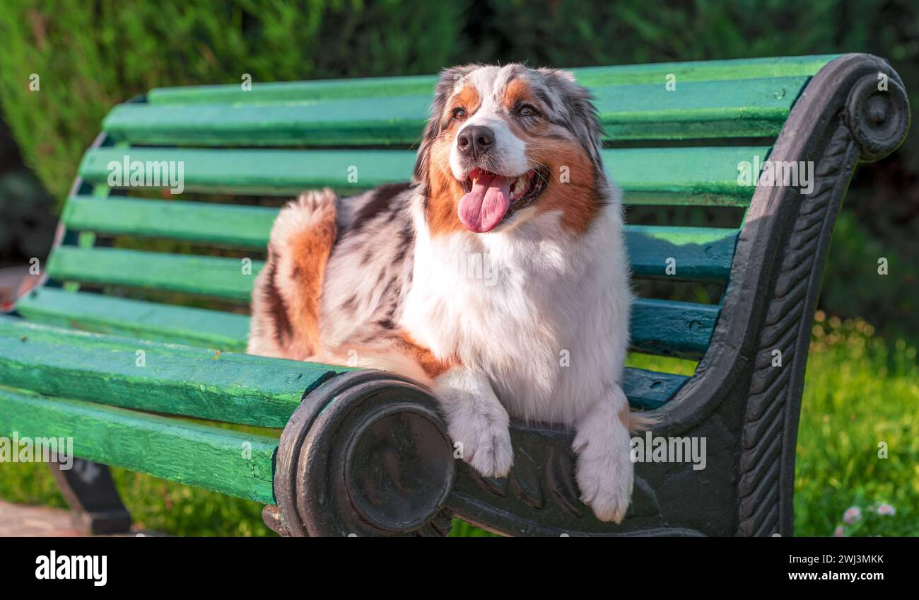 Australian Shepherd dog lying on a vintage park bench on a sunny summer day Stock Photo