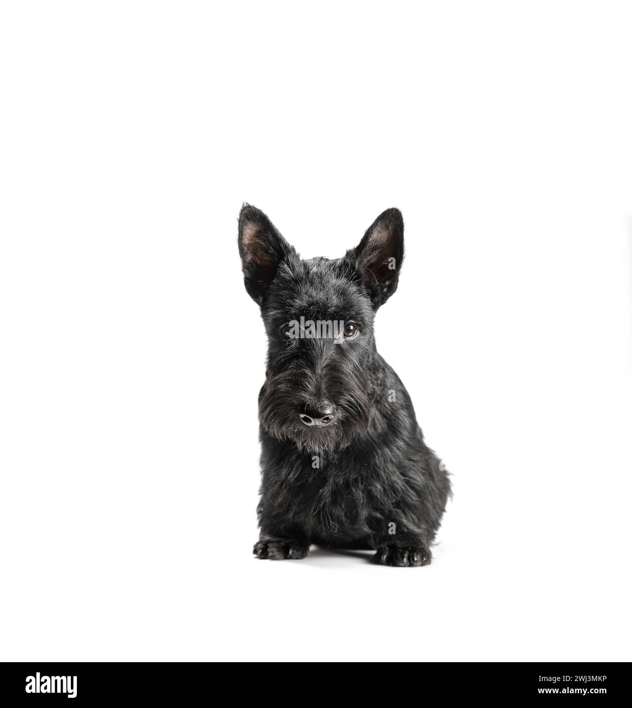 Black scottish terrier puppy on a white background Stock Photo