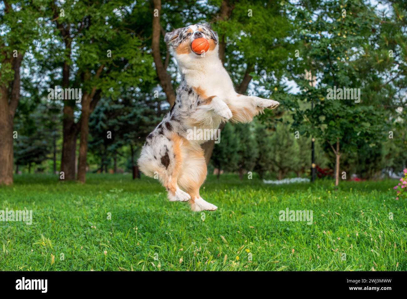 Australian shepherd dog plays with an orange ball in the air Stock Photo