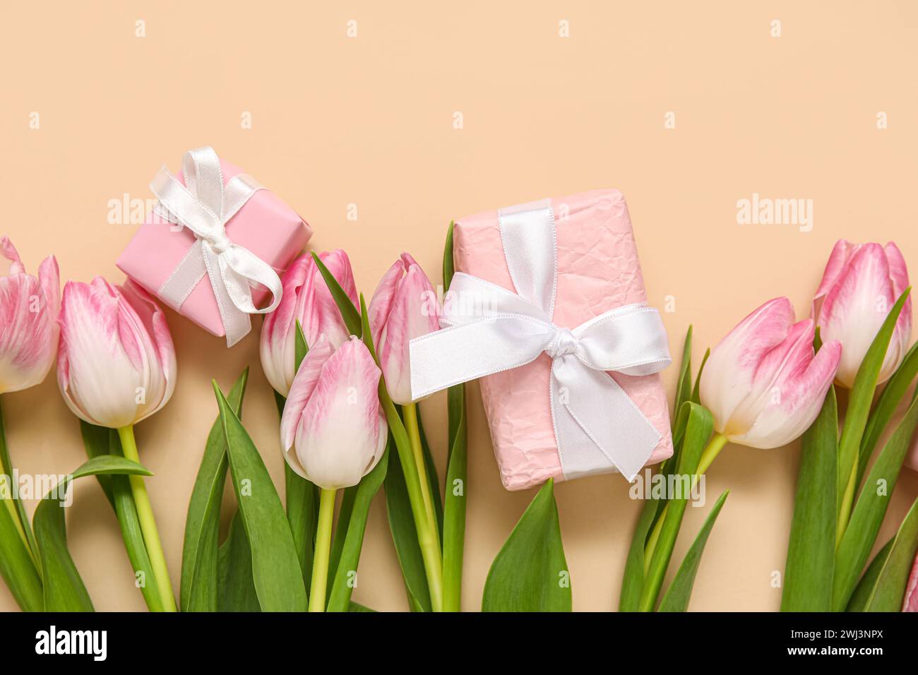 Pink tulips with gift boxes on beige background Stock Photo