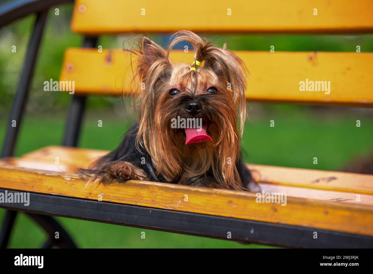 Yorkshire terrier dog lying on a park bench in summer on a hot sunny day Stock Photo