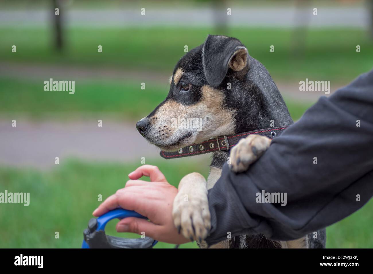 Dog walking a mongrel puppy in a collar holding a human hand Stock Photo