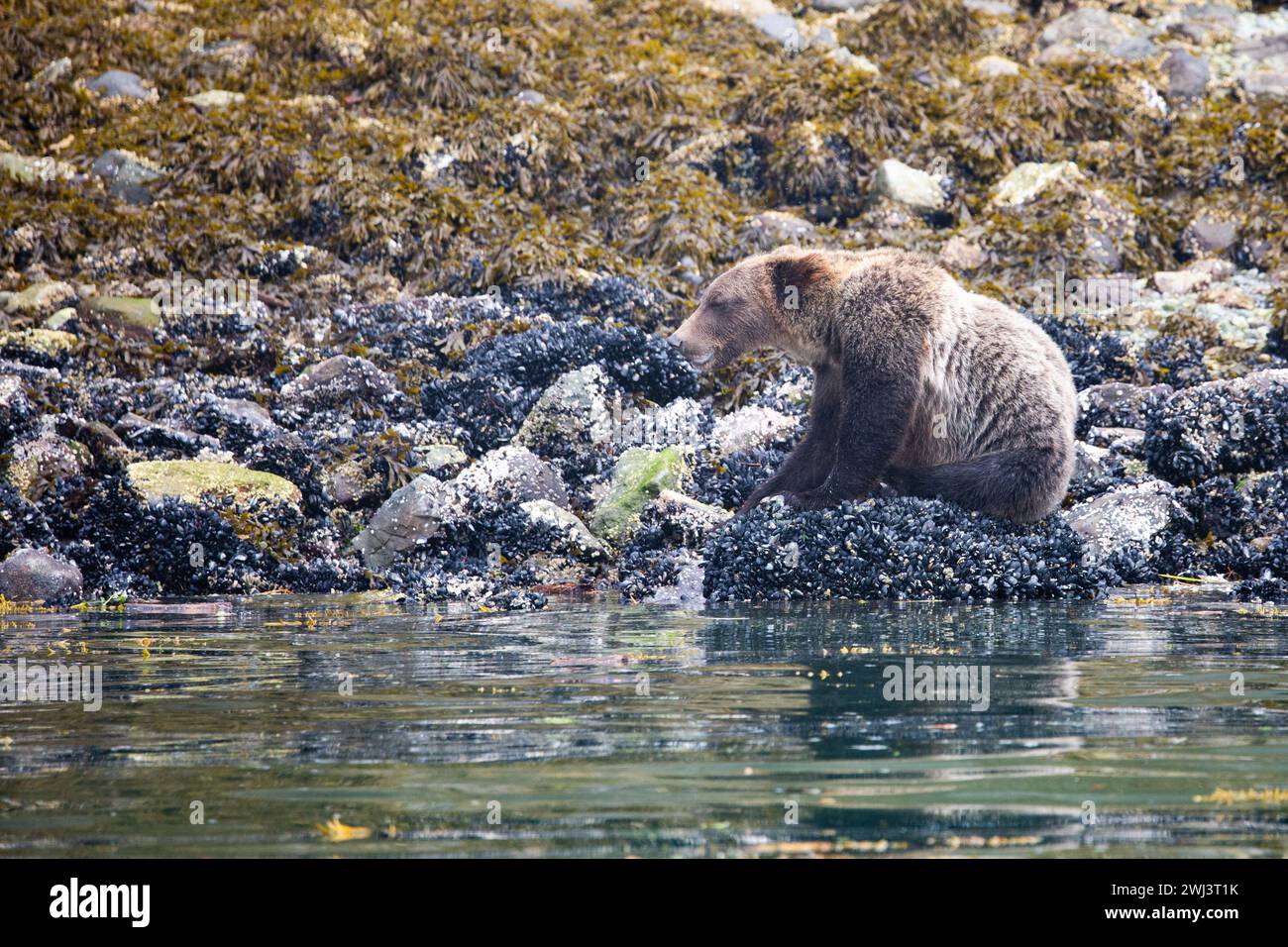 Grizzly Bear eating mussels at low tide, Knight Inlet Stock Photo - Alamy
