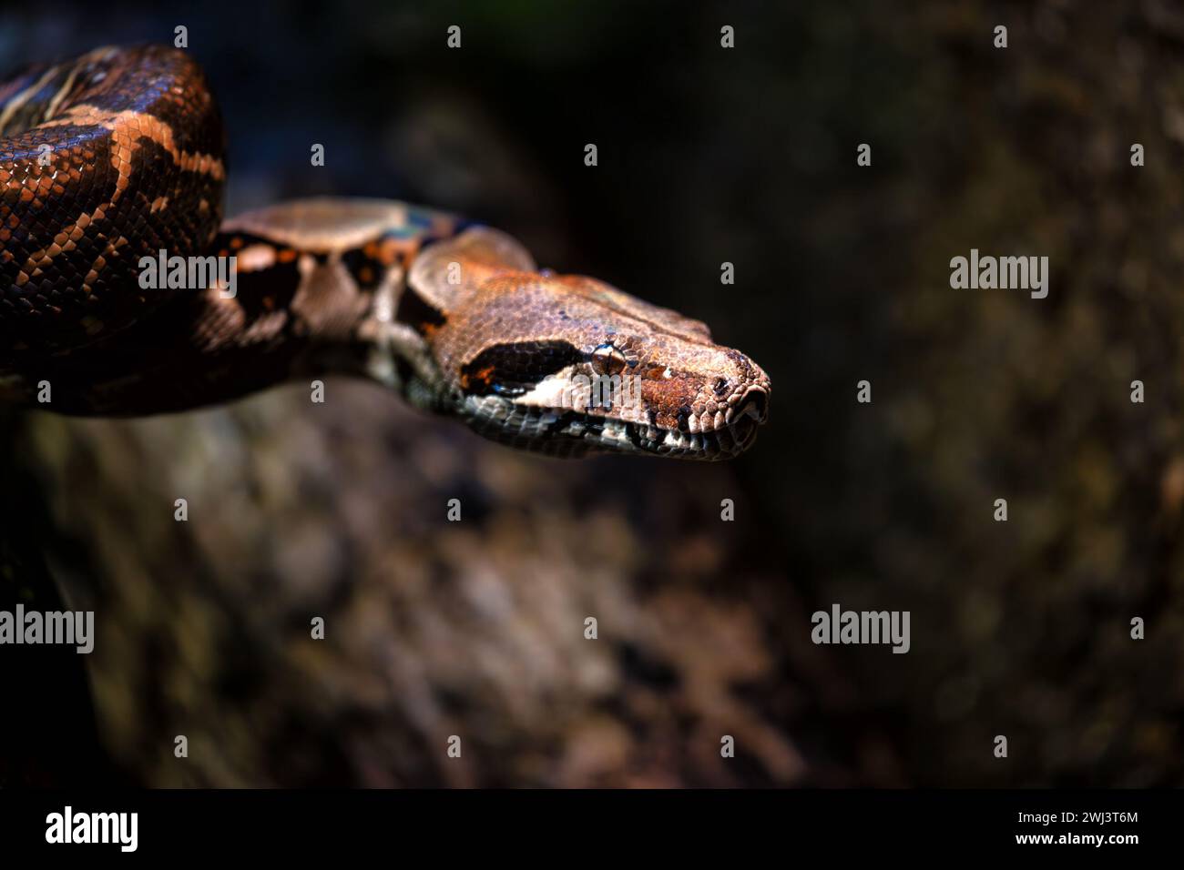 Inhabiting forest hi-res stock photography and images - Alamy