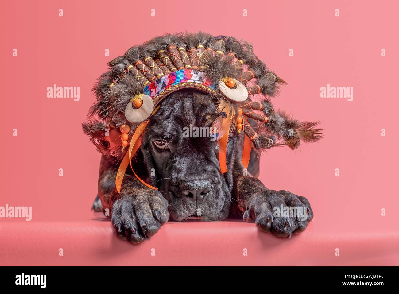 Cane corso puppy in indian roach on pink background Stock Photo