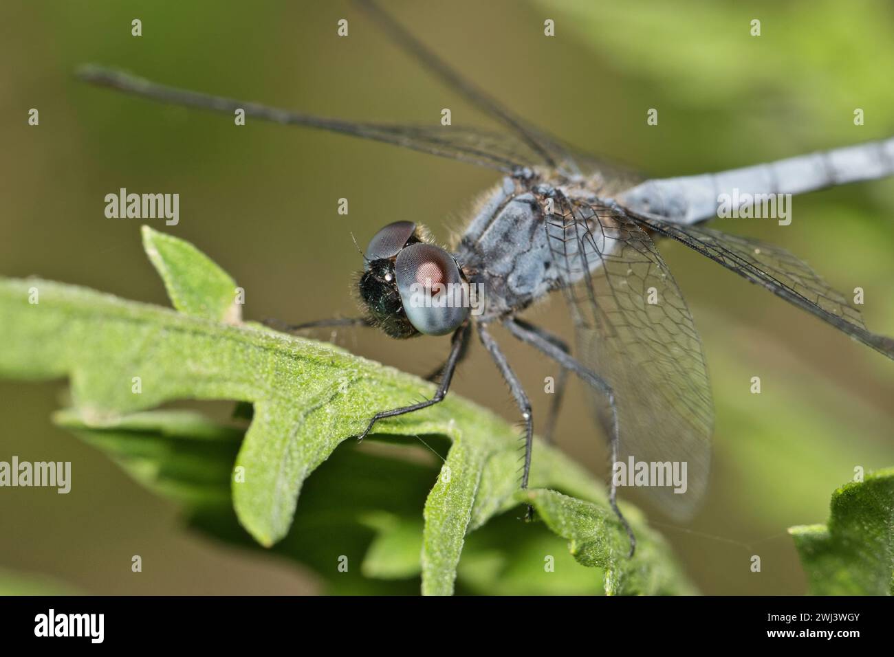 Little Blue Dragonlet dragonfly (Erythrodiplax minuscula) isolated roosting on a leaf with selective focus. Skimmer species native the the USA. Stock Photo