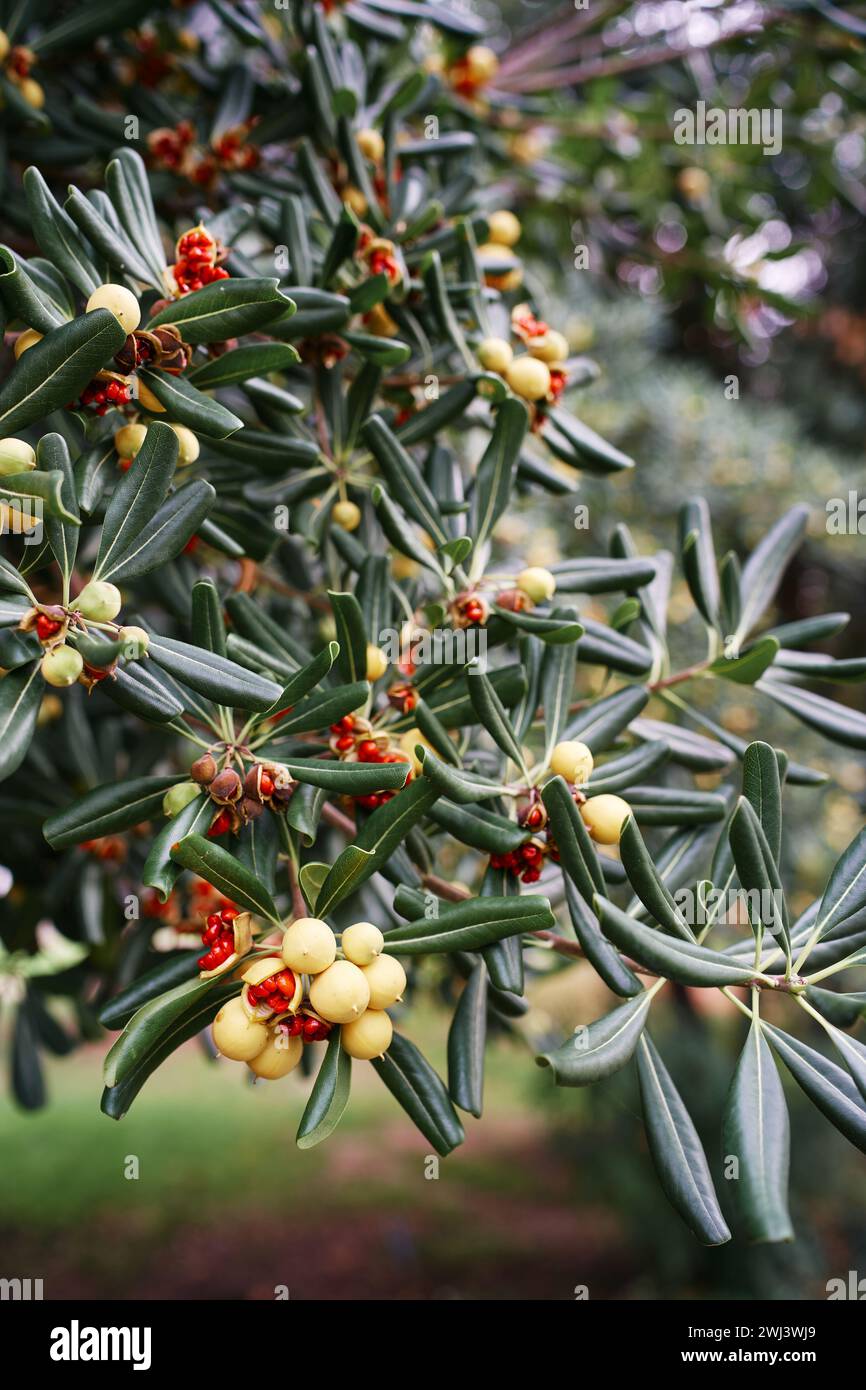 Yellow seed pods with red seeds on a green Australian laurel bush Stock Photo