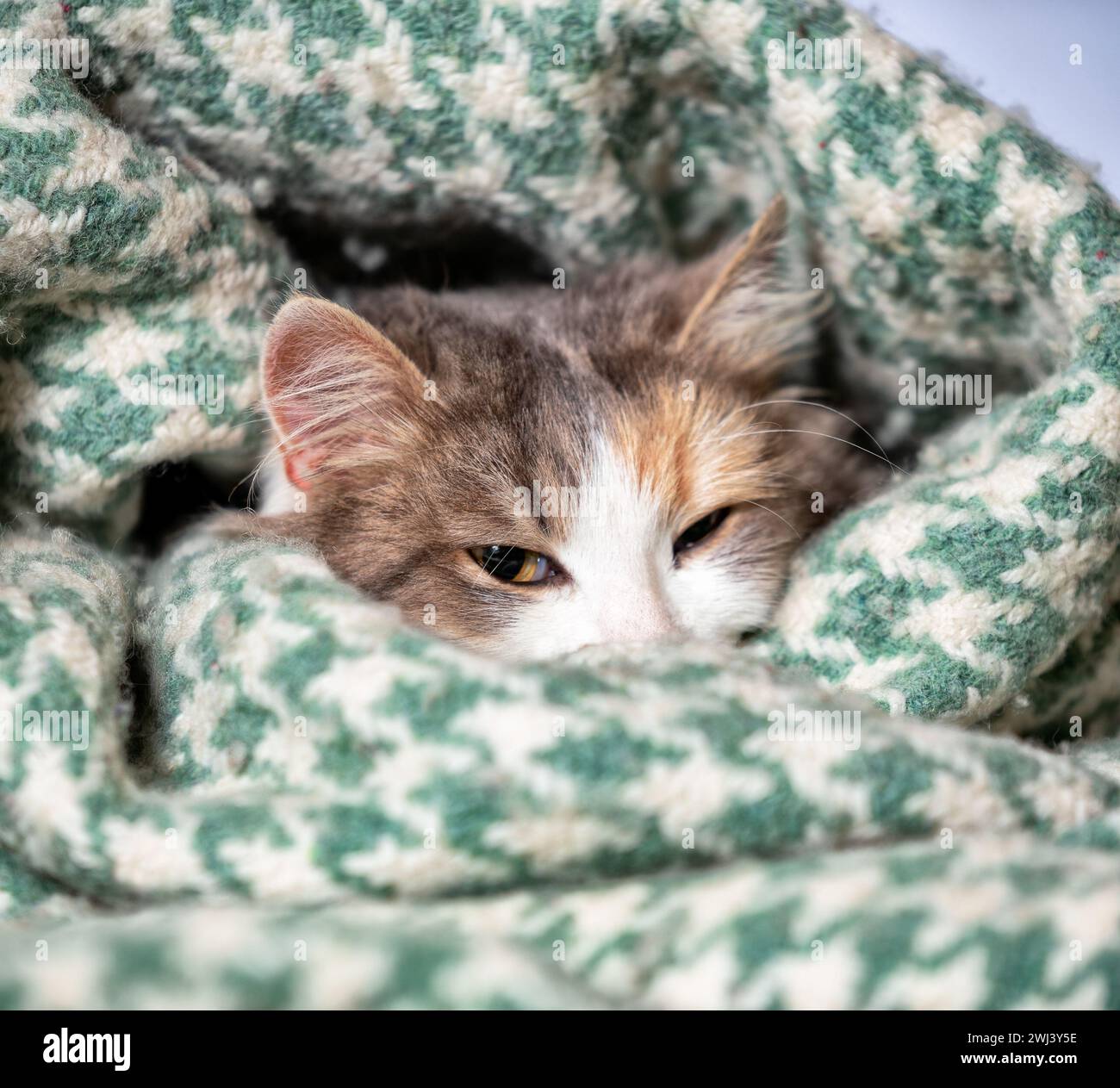 Winter cold tricolor cat wrapped in a warm wool blanket Stock Photo