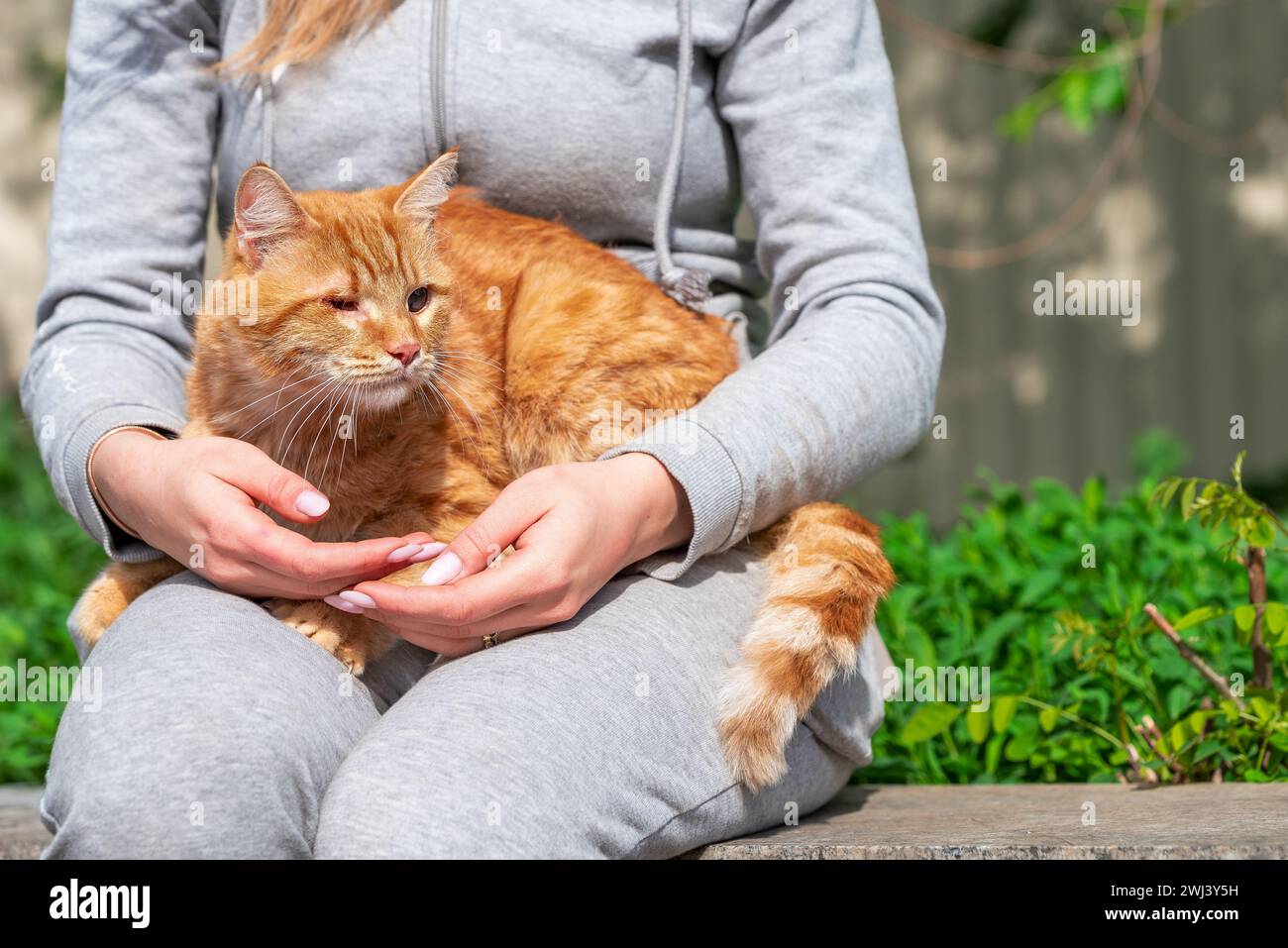 Adoption a one-eyed bright red cat sits on the lap of a woman in a gray suit outdoors in summer on a sunny day Stock Photo
