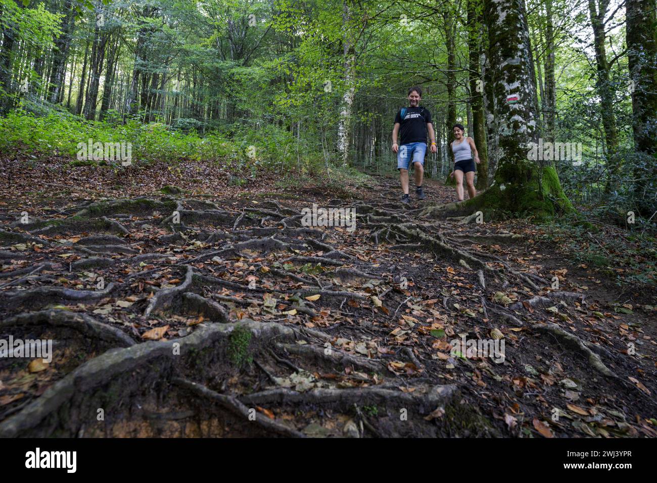 Trekking roots hi-res stock photography and images - Alamy
