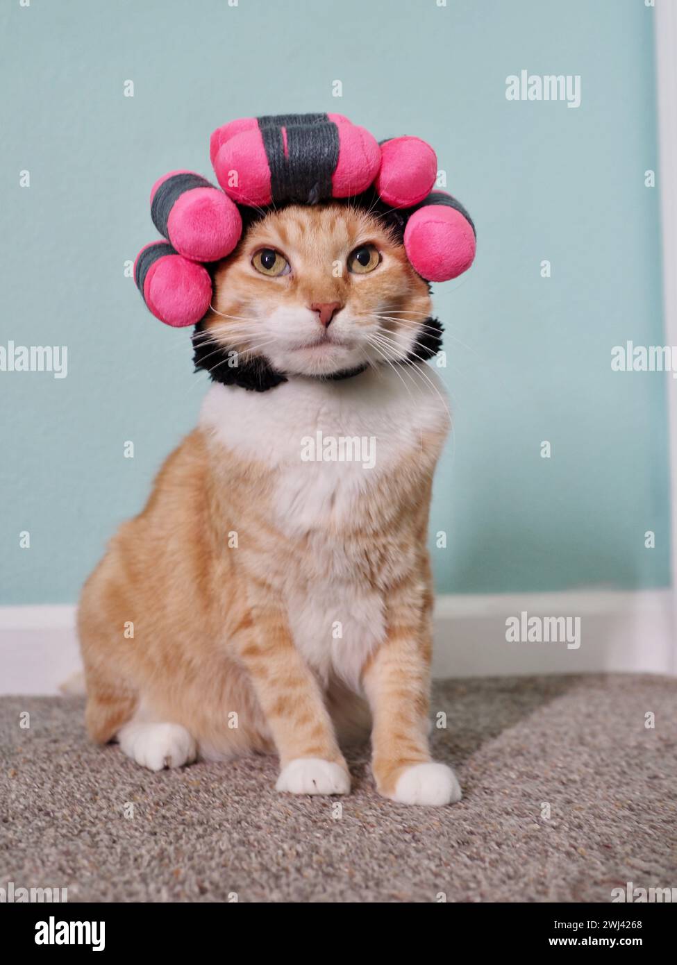 Mika the orange Tabby with permed hair costume Stock Photo