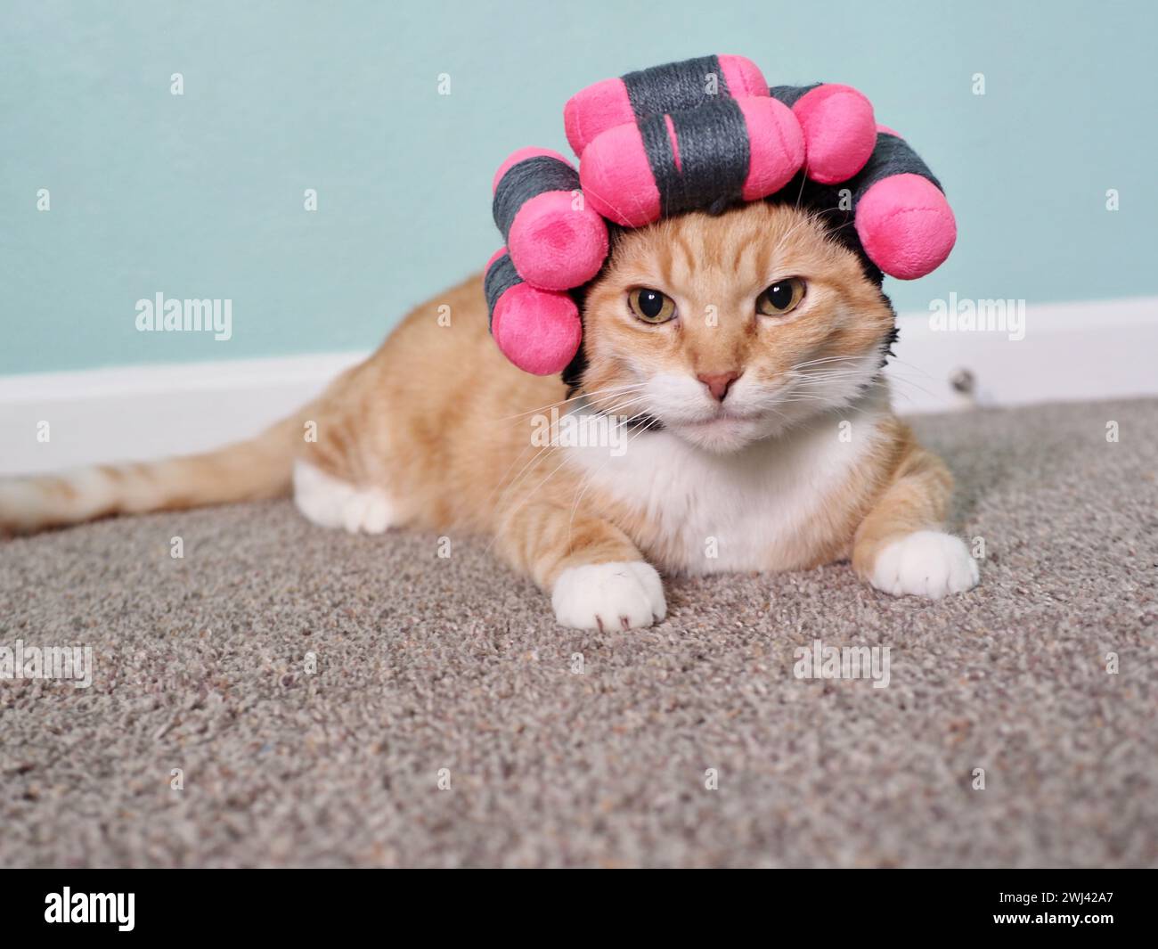 Mika the orange Tabby with permed hair costume Stock Photo