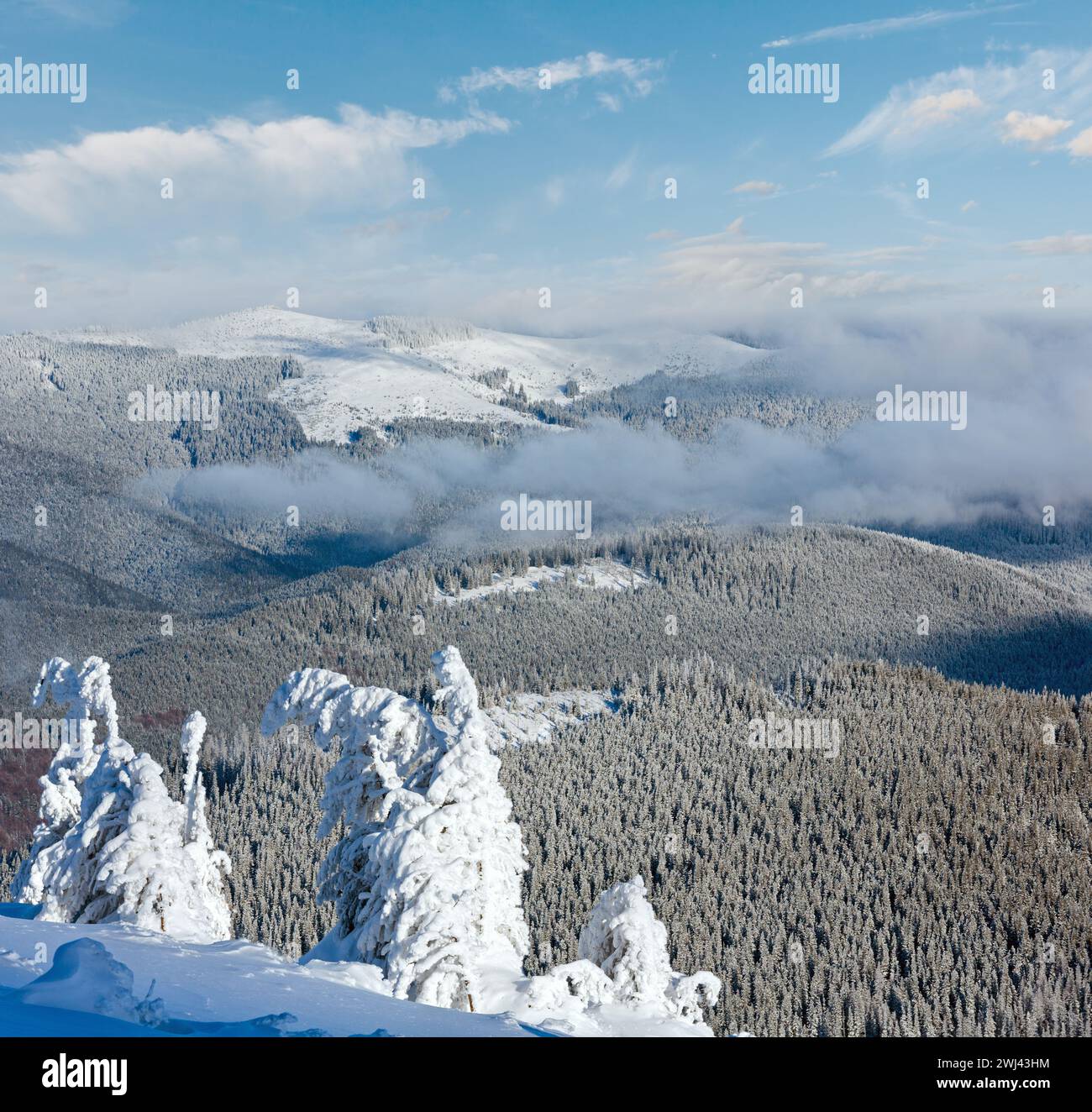 Winter mountain landscape with snowy trees Stock Photo