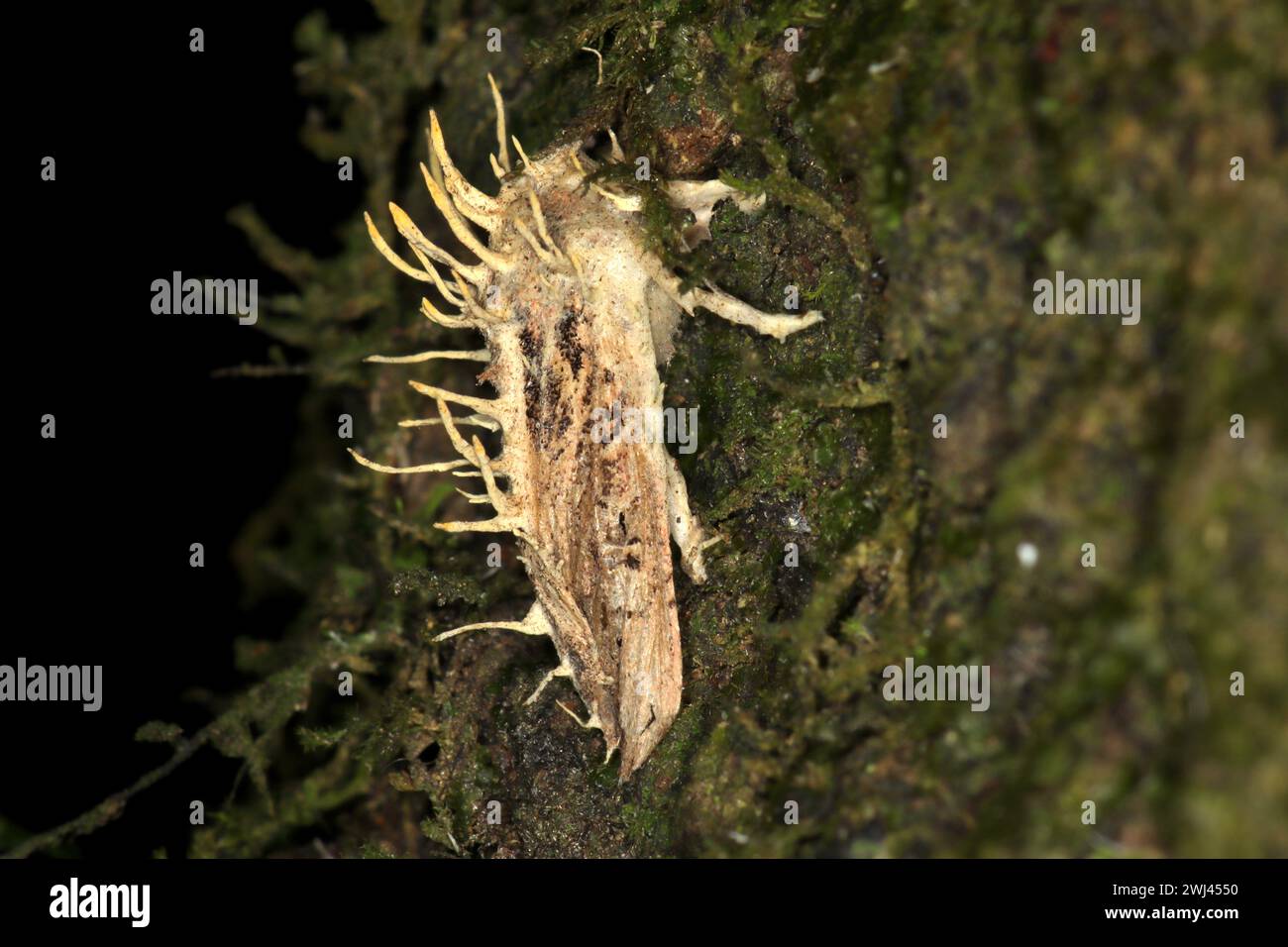 Moth infected with end0-parasitic akanthomyces fungus Stock Photo