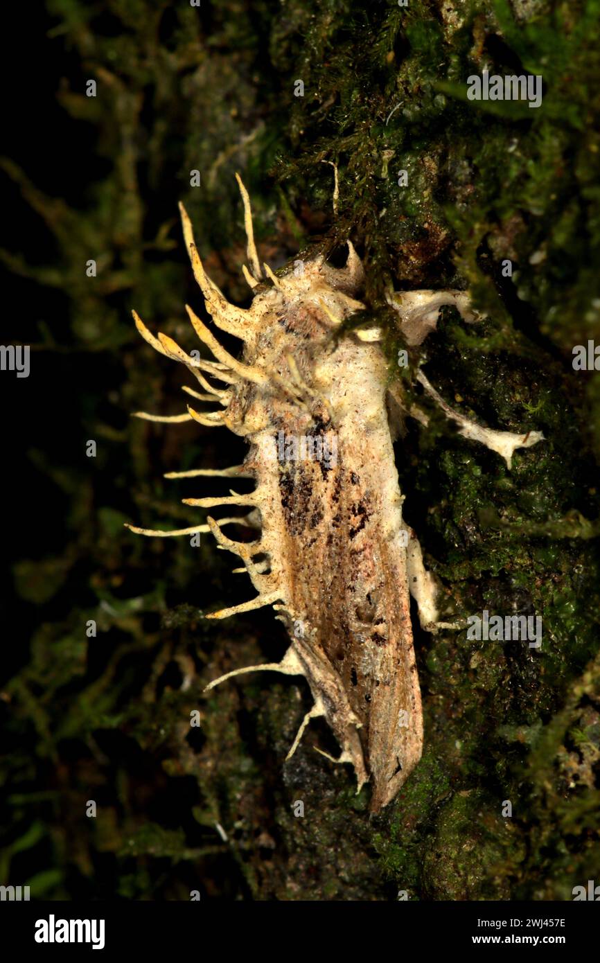 Moth infected with end0-parasitic akanthomyces fungus Stock Photo