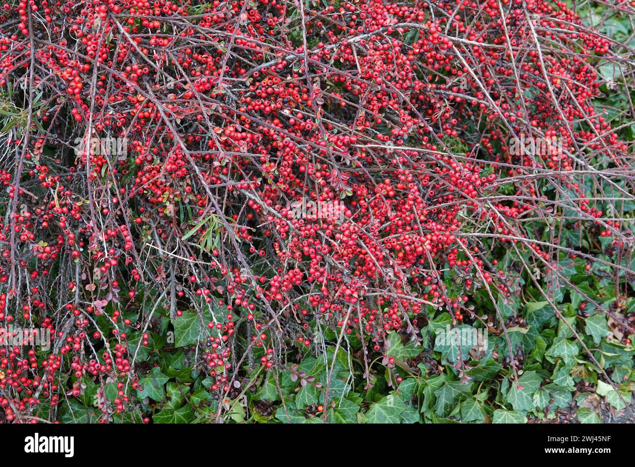 Cotoneaster Stock Photo