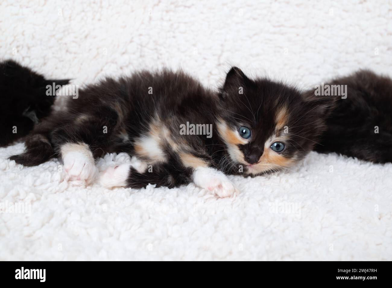 Playful tortoiseshell kitten Stock Photo