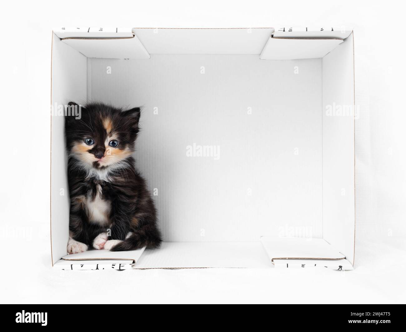 Kitten in cardboard box Stock Photo