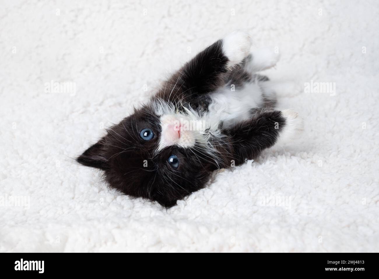 Cute kitten lying Stock Photo