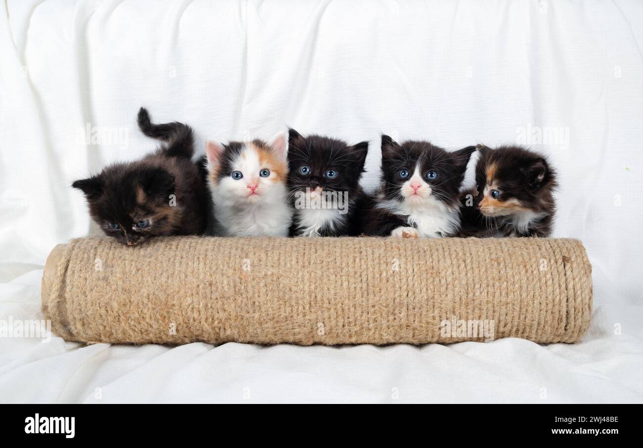 Five kittens, scratching post Stock Photo