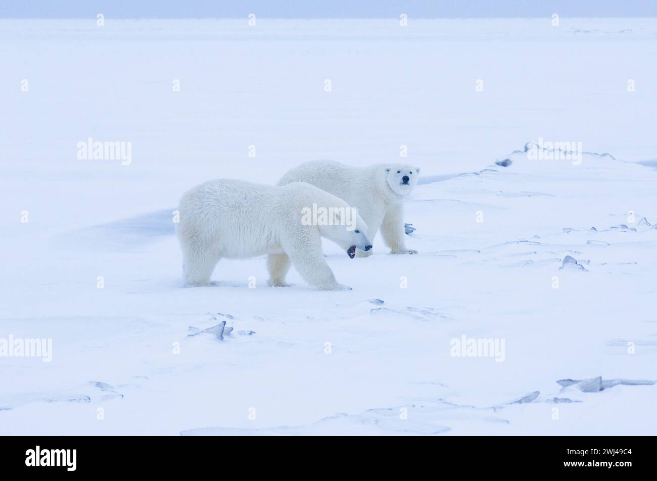 Polar Bear Ursus Maritimus Along A Barrier Island Arctic Coast Scavenging Whale Waiting For