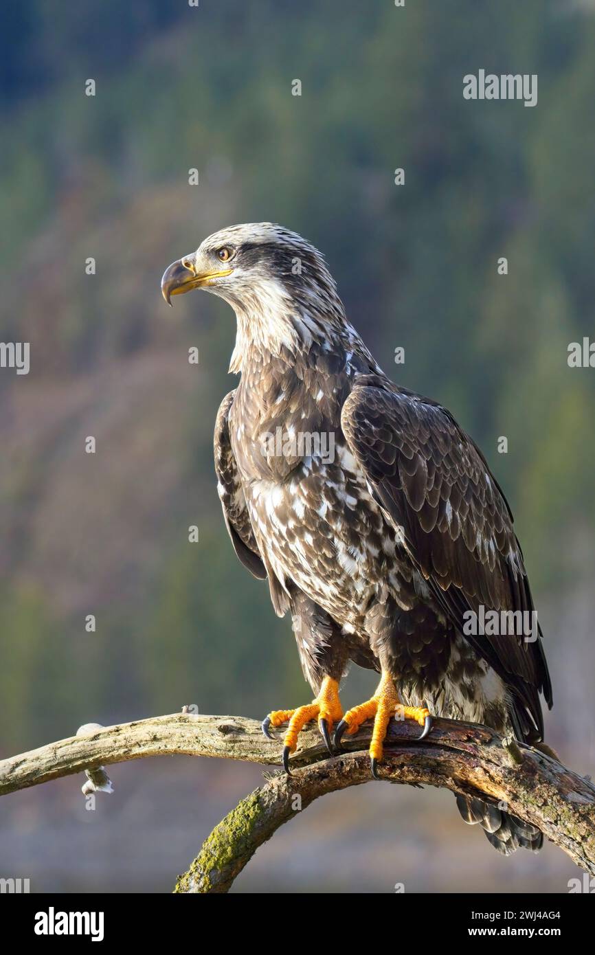 Young bald eagle portraiture. Stock Photo