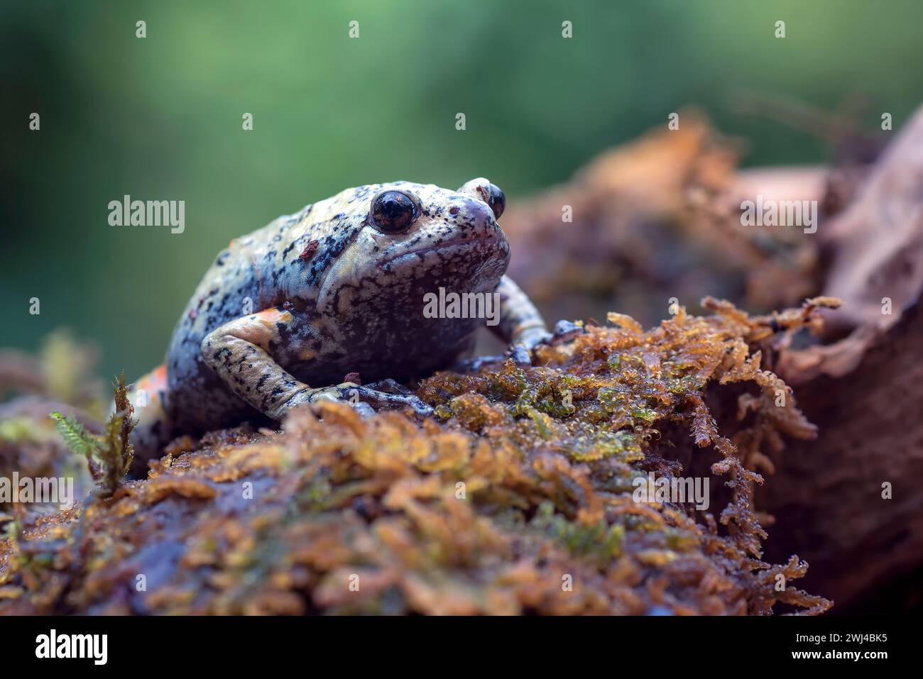 The smooth-fingered narrow-mouthed frog ( kaloula baleata ) in the moss Stock Photo