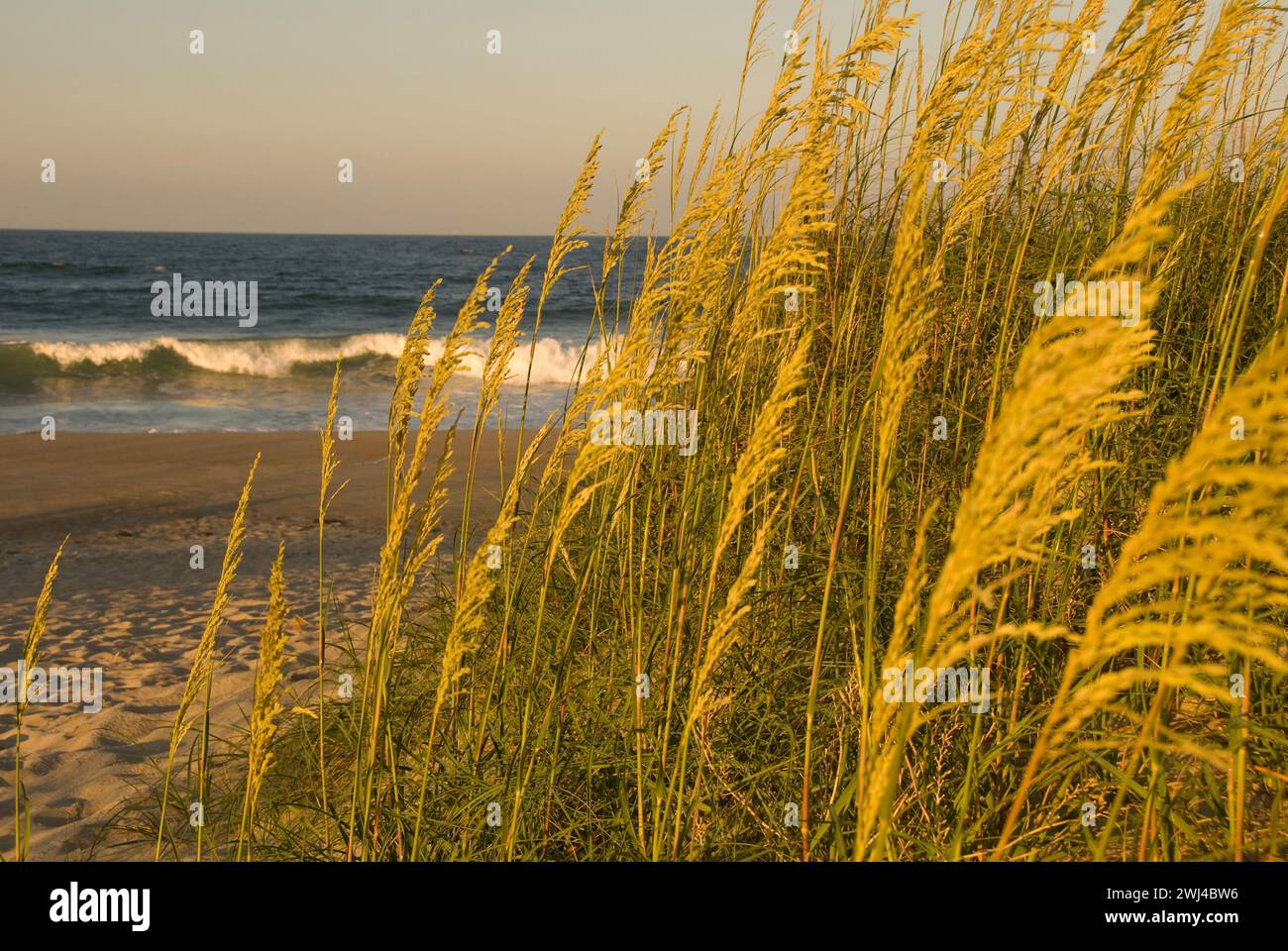 sea oats and grasses grow on sand dunes of the Outer Banks seacoast of North Carolina Stock Photo