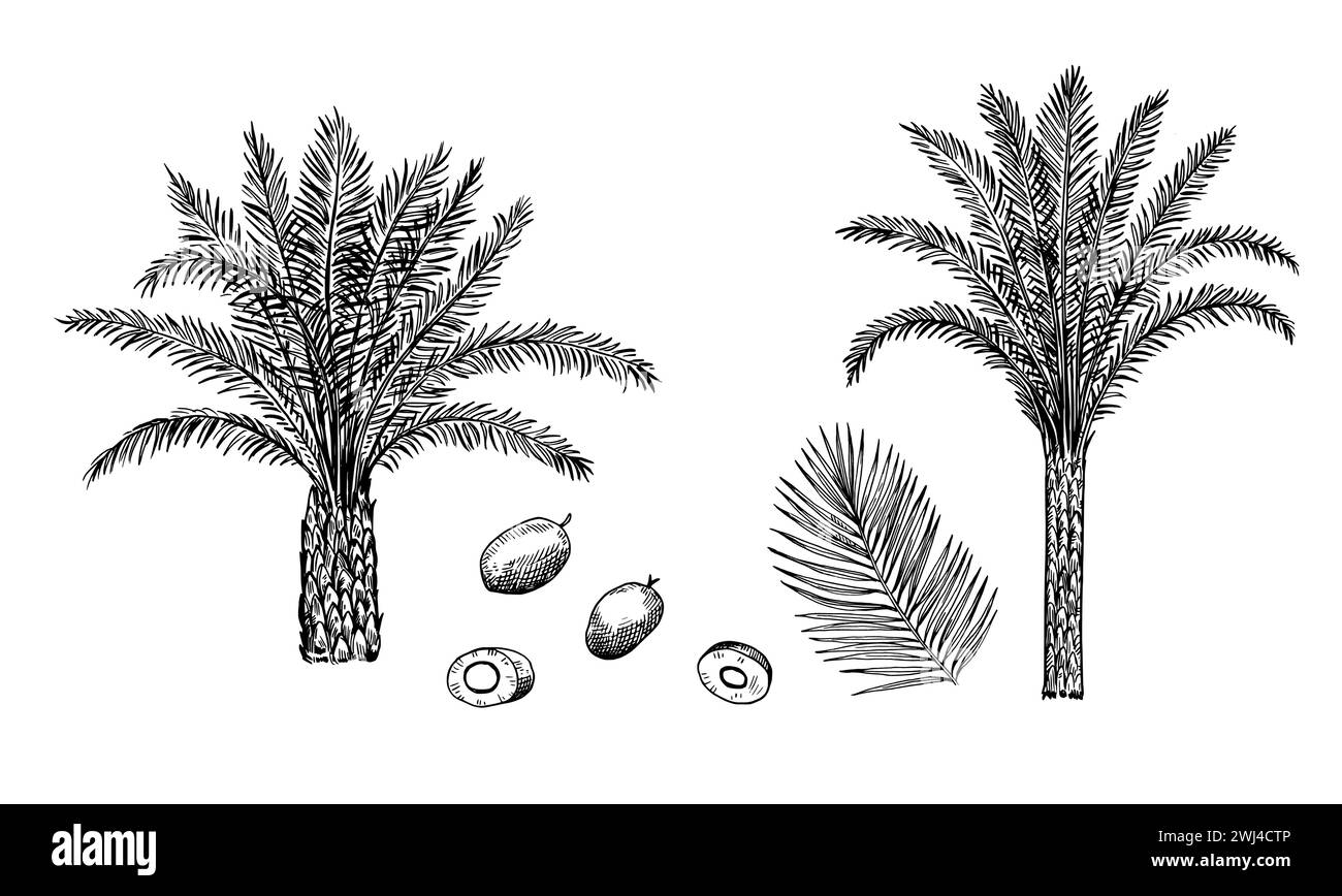 Oil palm, Elaeis guineensis, trees, leaves and nuts, isolated on white background. Illustration in retro engraving style. Stock Vector