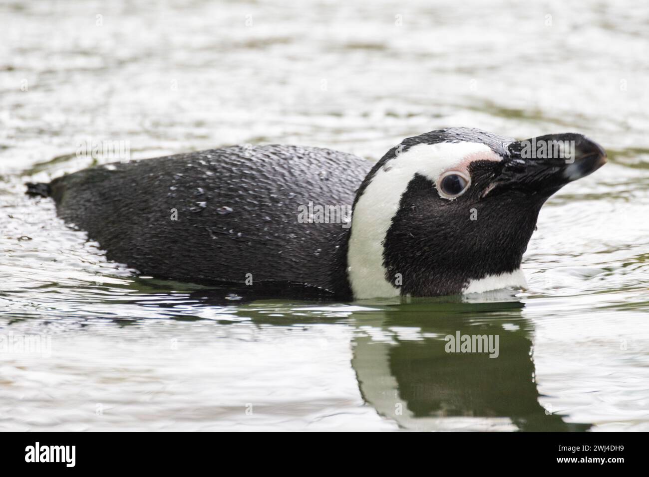African Penguin's Water Glide Stock Photo